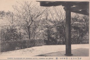 伊勢五二会ホテルの桜